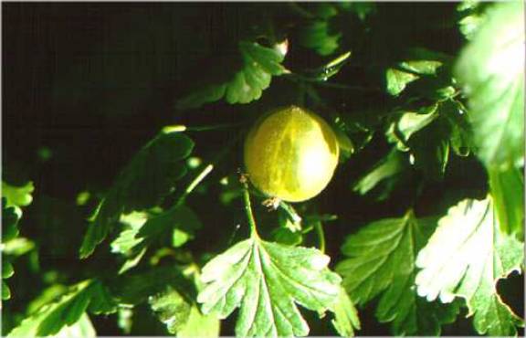 Frutto di Uva spina